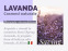 FRANCHISING LAVANDA Saving